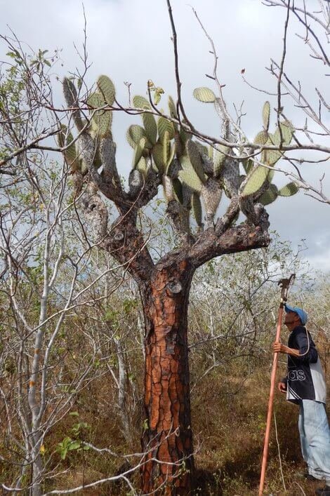 Collecting cladodes from adult cacti.