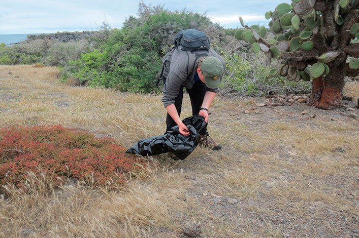 Collecting land iguana excrement.