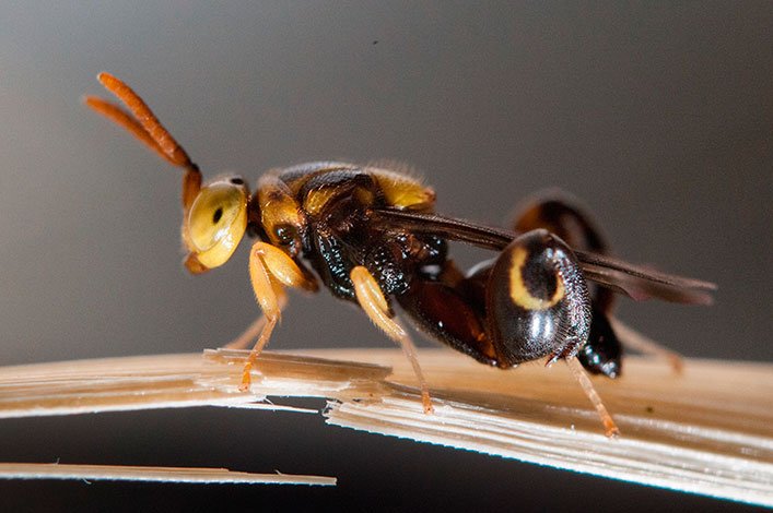 Conura anullifera wasp, a potential biological control for Philornis downsi.  