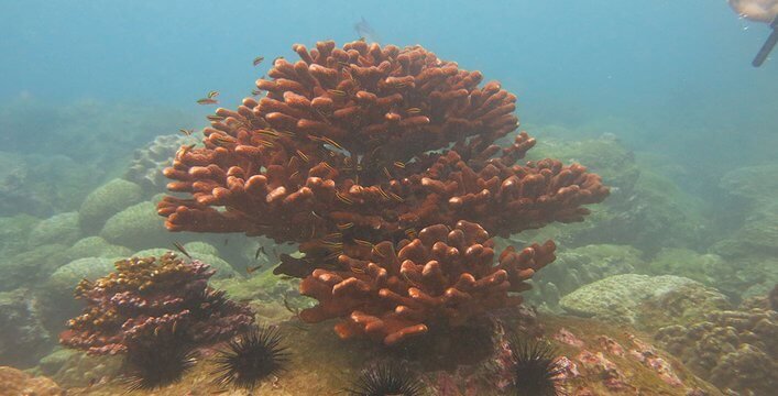 Coral Reef, Wafer Bay, Sunken Ship.