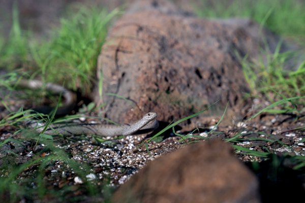Culebra de Floreana, especie que se reintroducirá en la isla como parte del proyecto Floreana. Foto: Rashid Cruz, FCD.