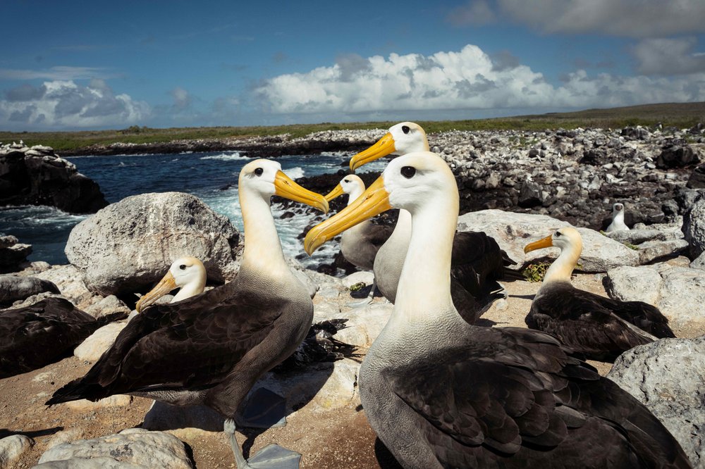 Albatross on Española Island in Galapagos