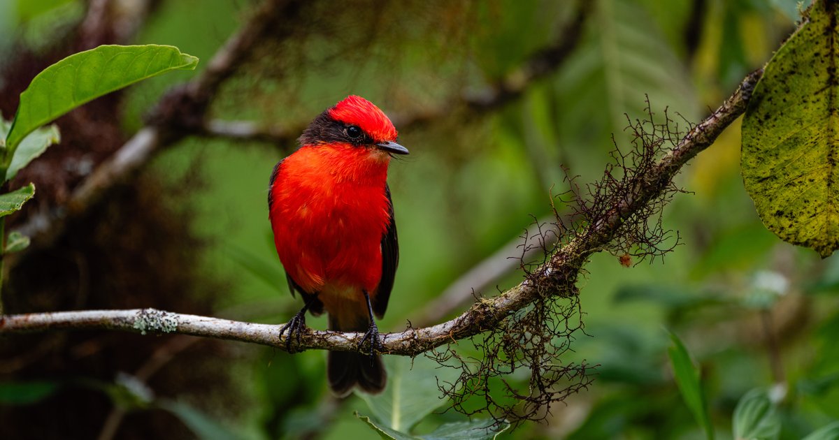 New DNA evidence reshapes understanding of the Galapagos Vermilion
