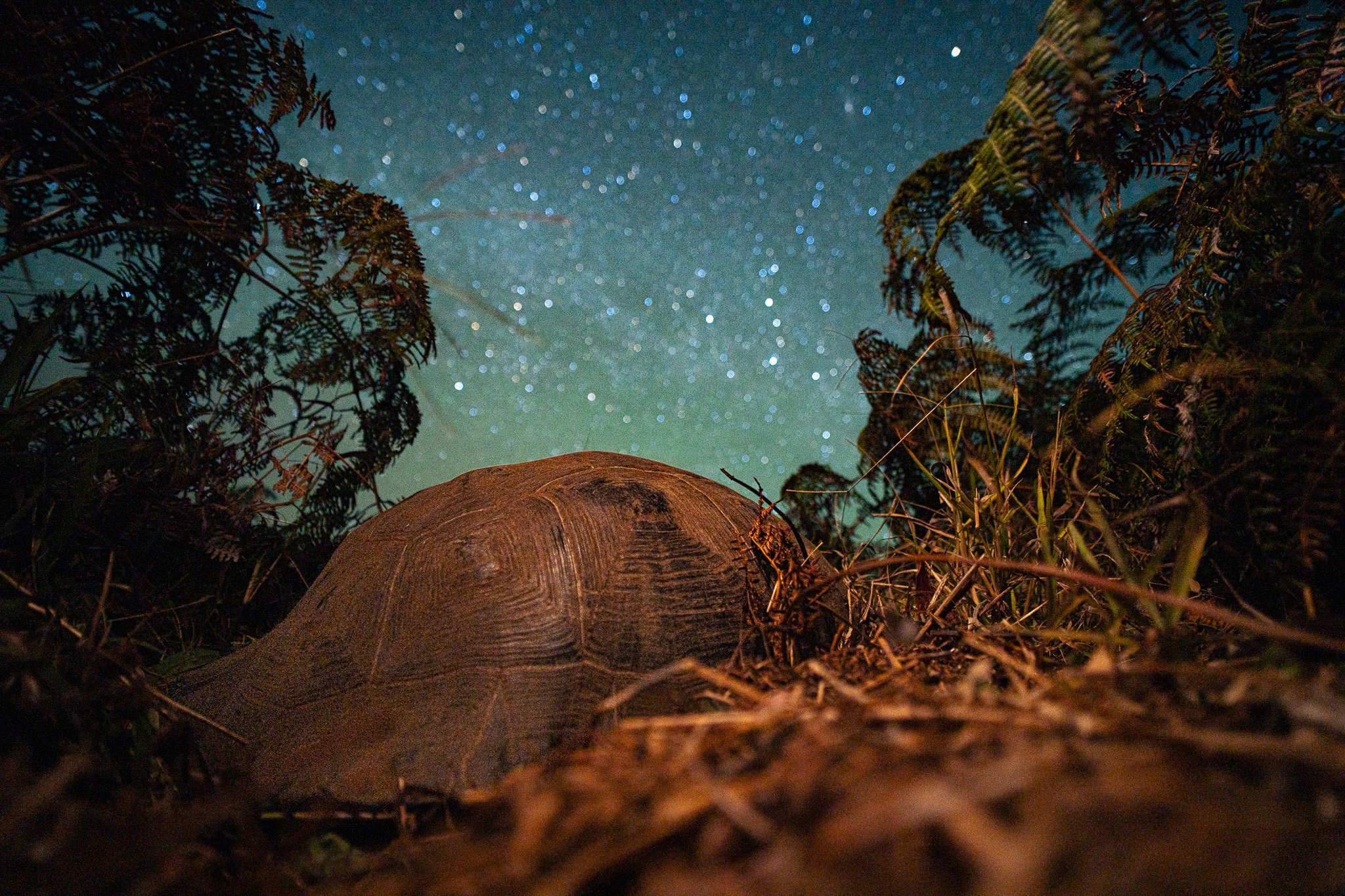 tortoise at night