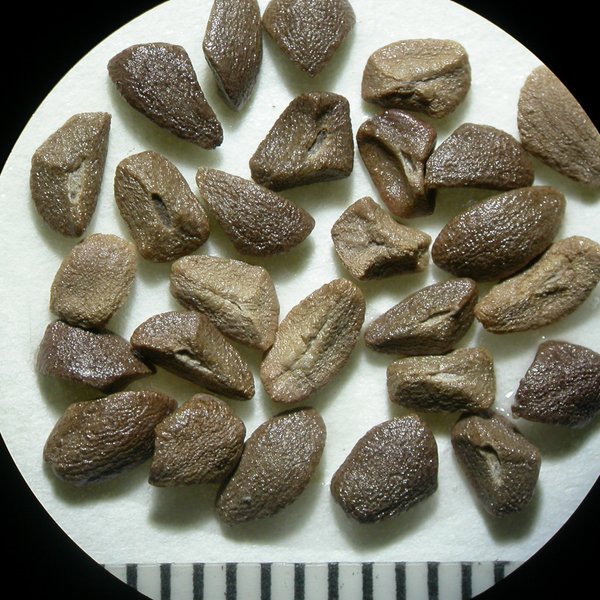 Citharexylum gentryi Moldenke