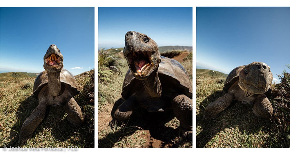 Defensa de territorio de una tortuga macho.