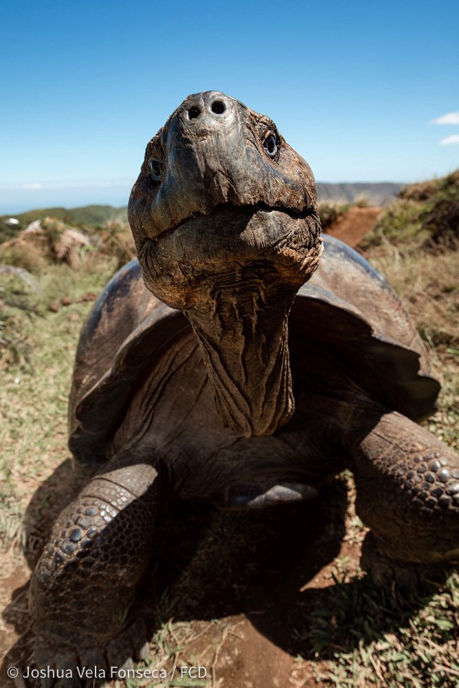 Defensa de territorio de una tortuga macho
