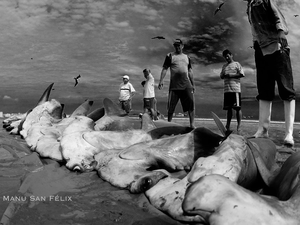 Despite their critically endangered conservation status, large numbers of adult and newborn scalloped hammerhead sharks are fished across the region. 