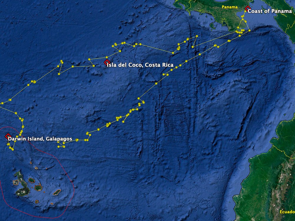 Detailed return satellite track of pregnant scalloped hammerhead shark ‘Cassiopeia’ between the Galapagos Islands in Ecuador and the coast of Panama. 
