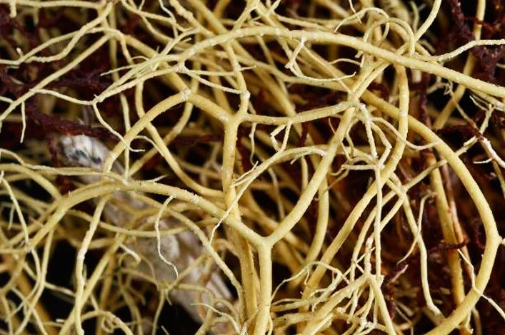 Detalle de los ramas de la nueva especie Usnea leana.