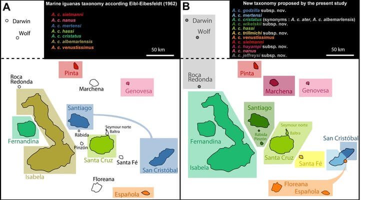 Distribution of subspecies according to the classification of Eibl-Eibesfeldt (1962; left) and the newly proposed taxonomy (right). 