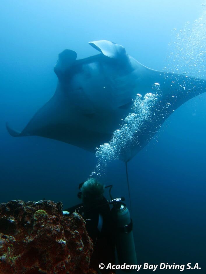 Diver with Manta Ray.