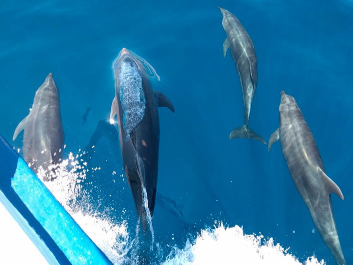 Dolphins accompanying the Queen Mabel.