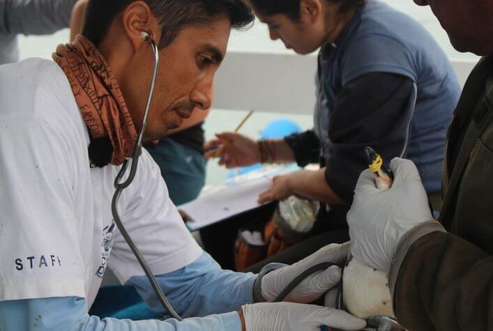 Dr. Gustavo Jimenez, CDF scientist, taking the heart frequencies of one of the penguins.