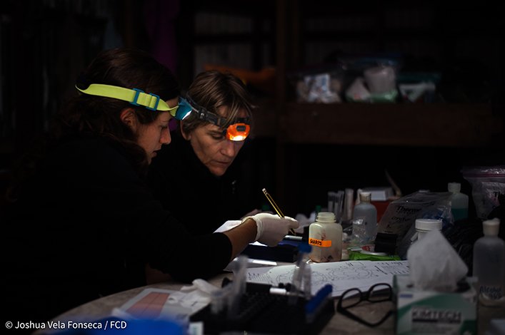 Drs. Sharon Deem and Ainoa Nieto processing blood samples at night