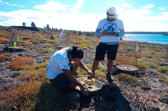 Ecological monitoring on Plaza Sur.