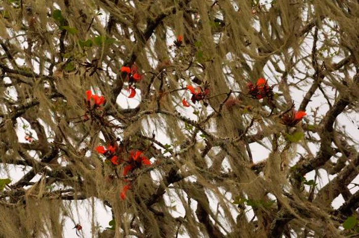 El árbol Erythrina velutina (localmente conocido como caco), cubierto con 