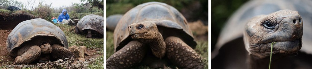 El equipo trabaja mientras una tortuga se acerca a centímetros de mí debido a su visión limitada.