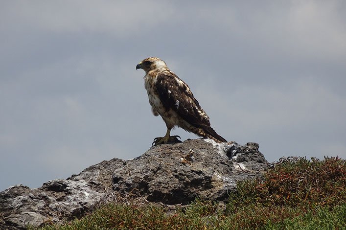 El gavilán de Galapagos (Buteo galapagoensis) observado durante el viaje a Plaza Sur