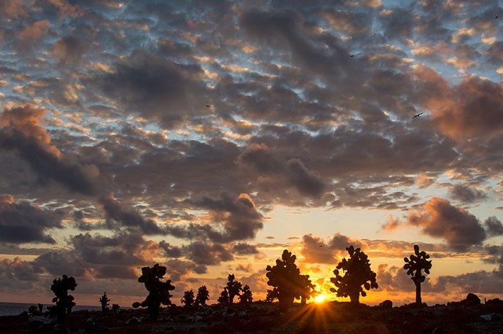 El horizonte hermoso de Plaza Sur con las siluetas de Opuntia echios