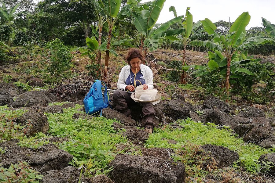 Entomologist Jacqueline Rodríguez collecting insects with an aspirator