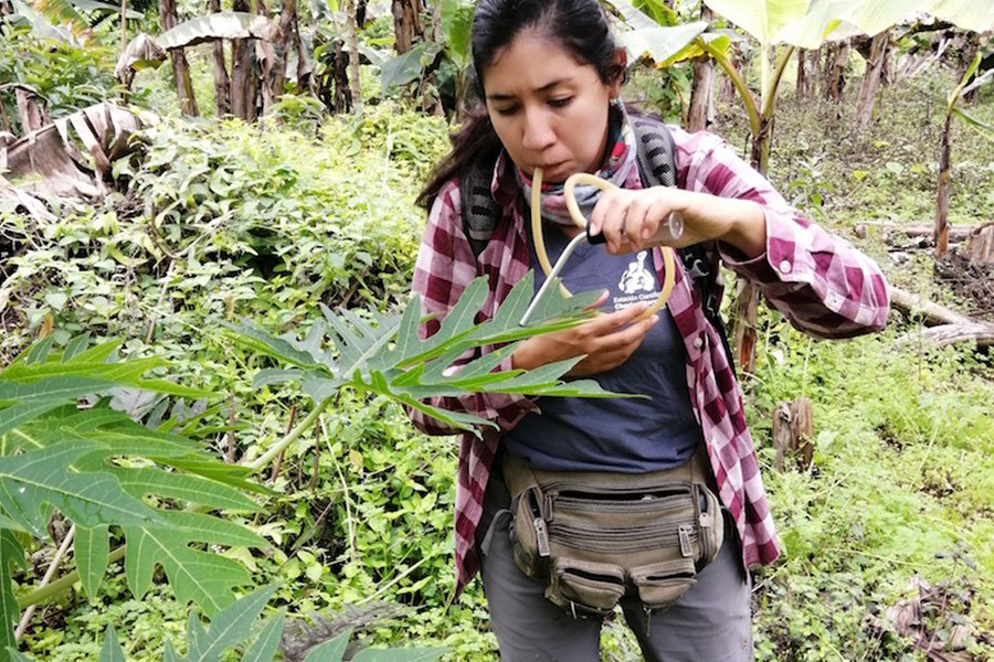 Entomologist Julia Bolaños in action