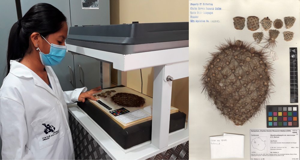Escaneando una muestra de Opuntia galapageia var. macrocarpa con el equipo “HerbScan” parte del proyecto de digitalización. 