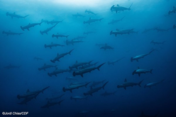 Escuela de tiburones martillo. Foto: Jordi Chias.