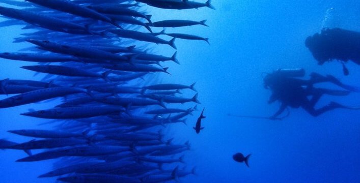 Escuela gigante de barracuda (<em>Sphyraena idiastes</em>) frente a la Isla Bartolomé.