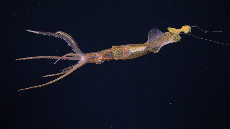 Este raro encuentro con un calamar Grimalditeuthis tuvo lugar cerca del campo de respiraderos Navidad en las islas Galápagos. Estos calamares solo se observaron vivos en la naturaleza por primera vez en 2005. Creemos que este video es solo la segunda