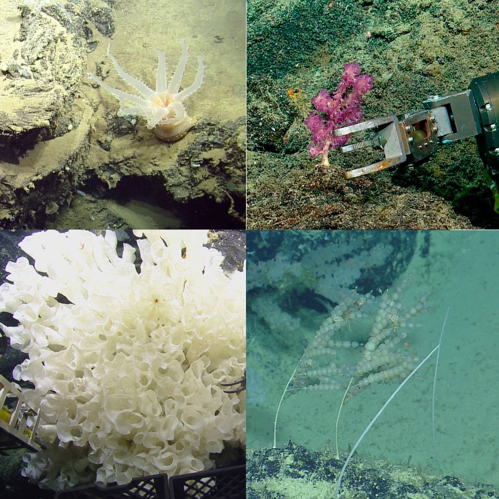 Examples of organisms collected and studied by an international team of scientists include a variety of deep-sea of octocorals and sponges Credit: Ocean Exploration Trust/Nautilus Live.