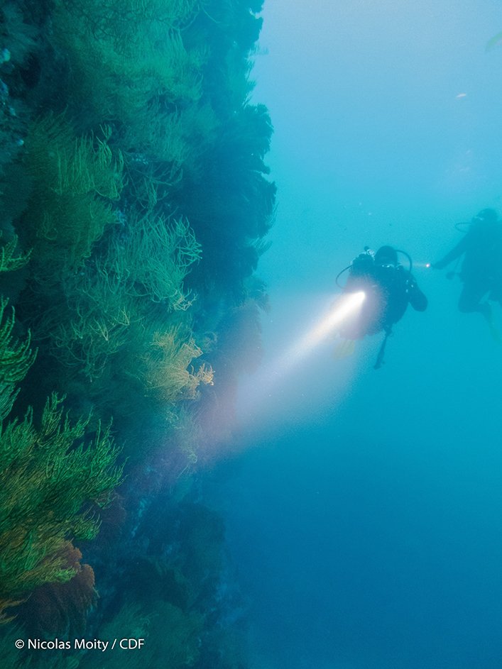 Exploring the black coral.