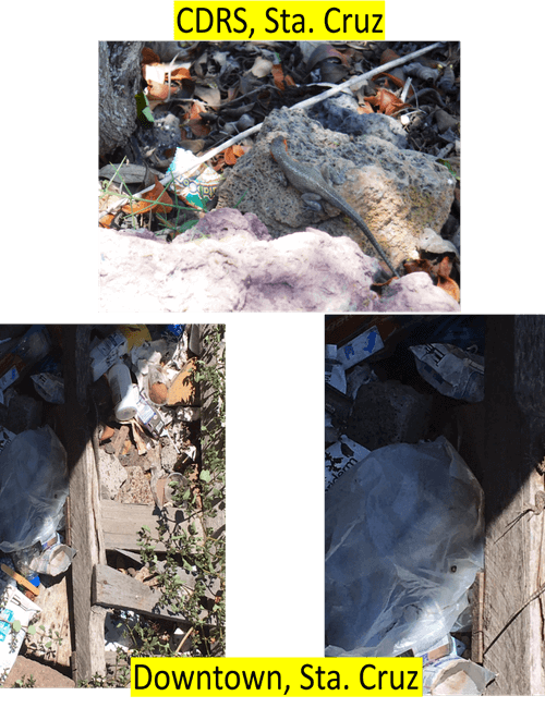 Female lizard at the Charles Darwin Research Station, note the little garbage. In the above, male lizard surrounded by all kind of garbage at downtown Puerto Ayora.