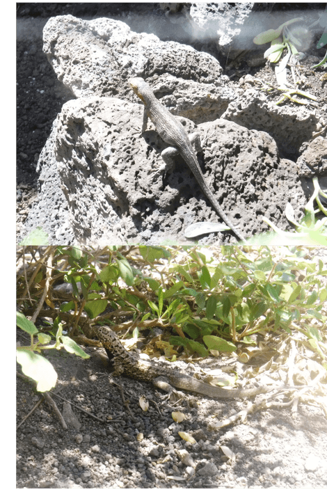 Female lizard in the top, and adult male below.