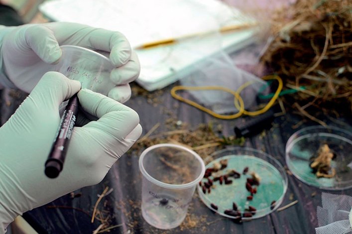 Fieldwork, collecting larvae from the wild. Photo: Liza Diaz Lálova