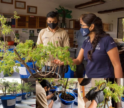 Figura 4. Proceso de inspección y análisis de presencia microorganismos, durante la cuarentena realizada a cada plántula de Lecocarpus lecocarpoides, en las instalaciones de la ECCD.