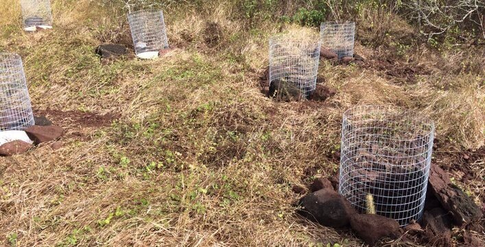 Final result of the in-situ experiment with the planting of 48 cladodes in the “Las Tunas” sector on Española Island.