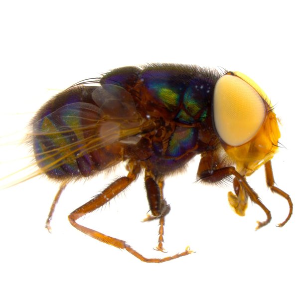 Chrysomya megacephala (Fabricius, 1794)