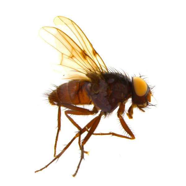 Cyrtoneuropsis rescita (Walker, 1861)