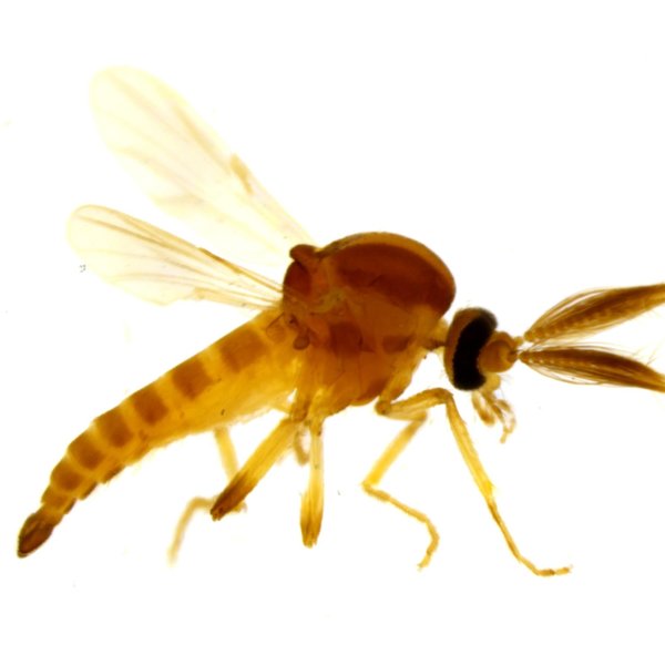 Forcipomyia genualis (Loew, 1866)