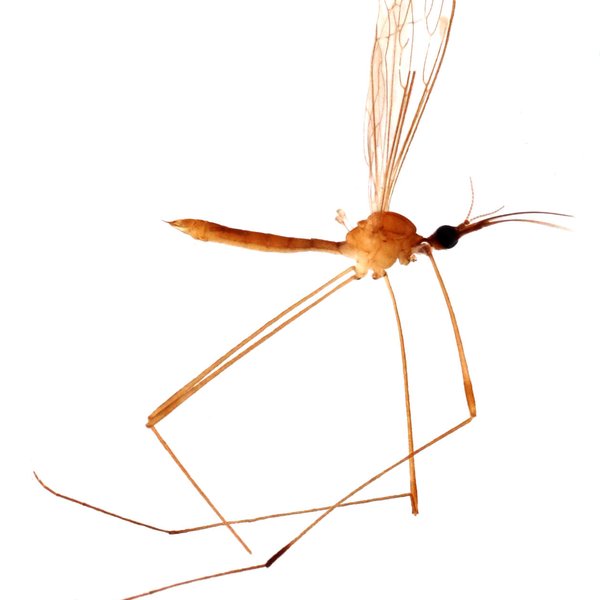 Geranomyia tibialis (Loew, 1851)