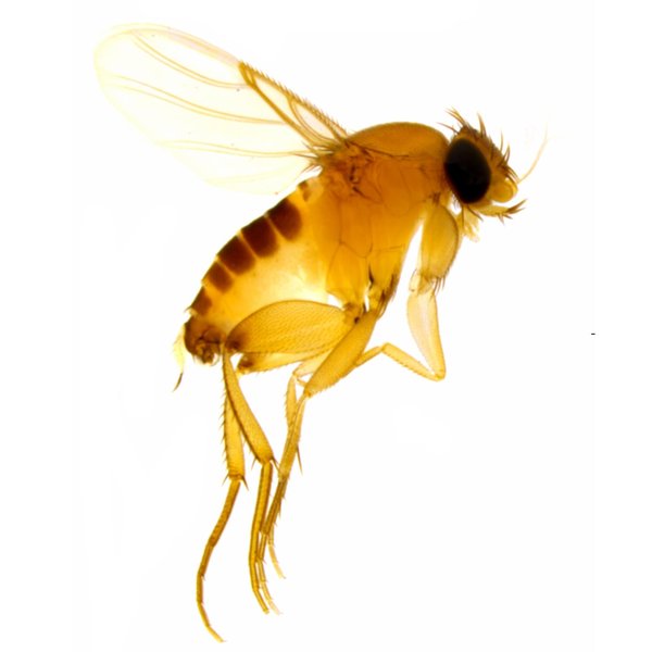 Megaselia scalaris (Loew,  1866)