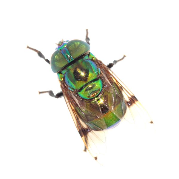 Ornidia obesa (Fabricius, 1775)