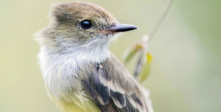 Flycatcher.