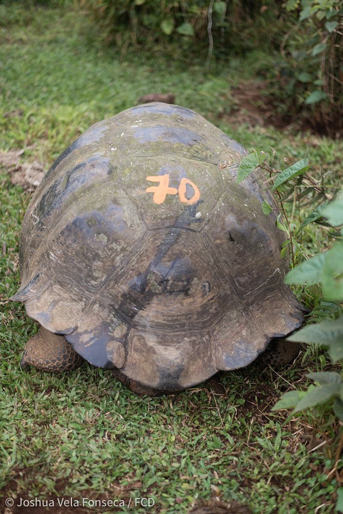Foto de la última tortuga que se tomó muestra, la #70.