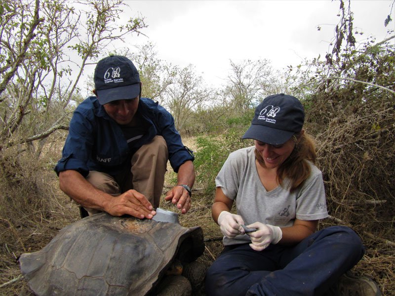 Freddy Cabrera e Irene Peña colocando un nuevo GPS en una tortuga hembra