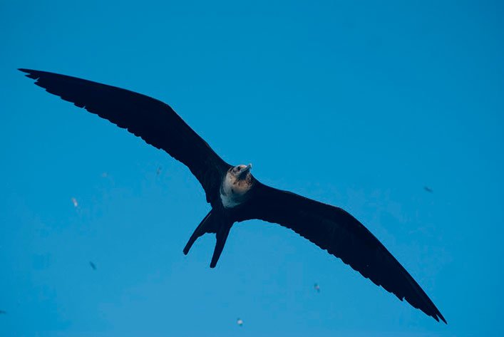 Frigate bird at Darwin island.