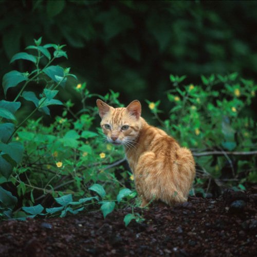 Felis catus (Schreber, 1775)