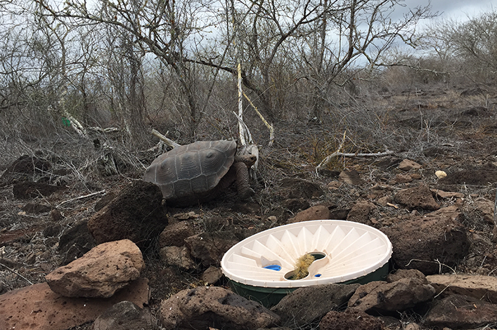 GV2050 ‘Las Tunas’ site in Española, with some of the Opuntia growing in the Groasis technology. 