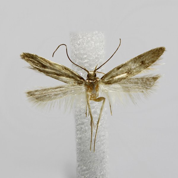 Galagete cinerea (Landry, 2002)